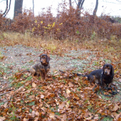 ...dohľadávači...