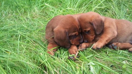 ...zlatíčka, zlatíčkové...