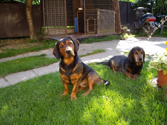 ...hovorí tu niekto o diviakovi?!