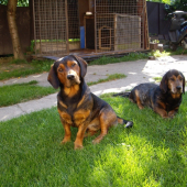 ...hovorí tu niekto o diviakovi?!