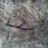 tento maličký minuloročák je môj