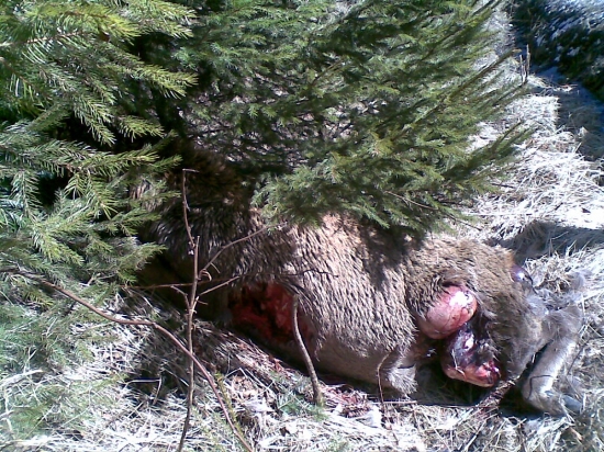 Vlci mu nedali šancu