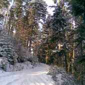 Decembrová krajina