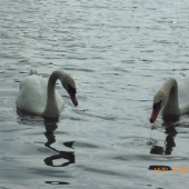 polodovolenková :-)