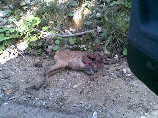 priamo na zvážnici