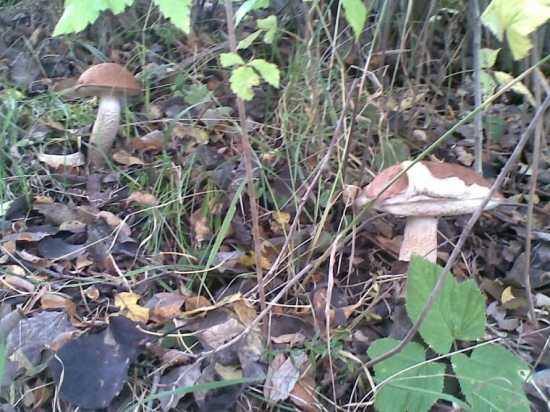 jesenný červený jankovia