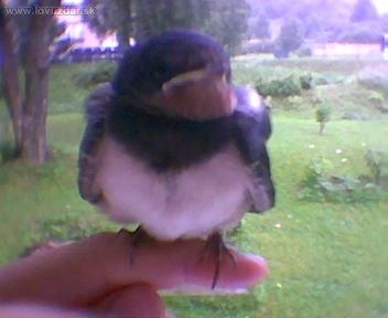 zachránená lastovička