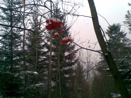 Po chodníčku frčka do nosa.