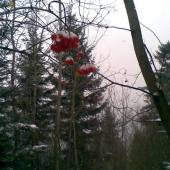 Po chodníčku frčka do nosa.