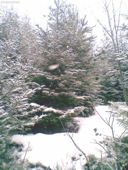 Zasnežená mladinka