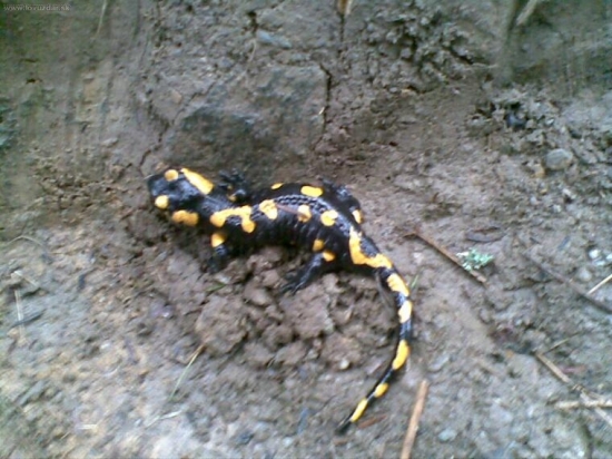 Salamandra škvrnitá