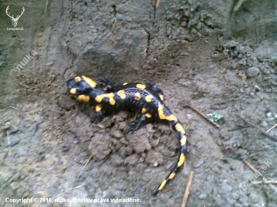 Salamandra škvrnitá