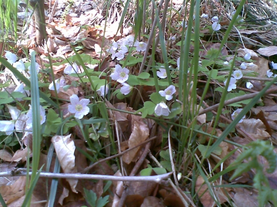Kyslička obyčajná
