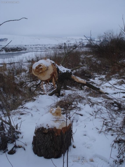 Praca bobrov pri rieke Poprad