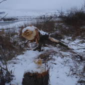 Praca bobrov pri rieke Poprad