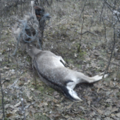 Daniel - prehral boj s motúzom