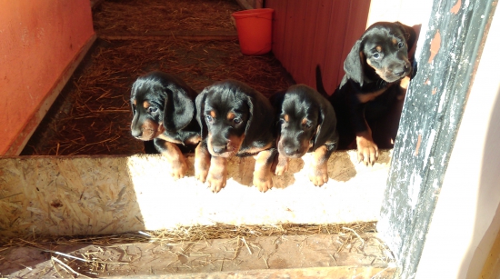 Šteniatka Slovenského kopova