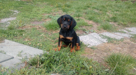 Šťeniatko Slovenského kopova