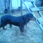 Baron