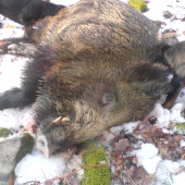 Uspešná práca psov