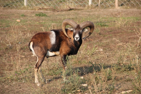 Muflon