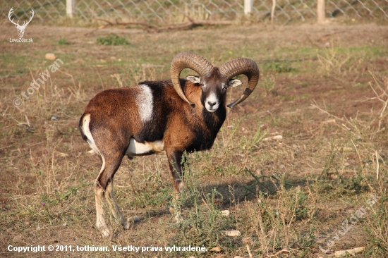 Muflon