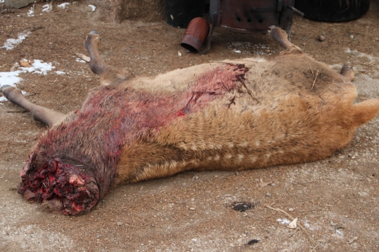 tak skoncil ZOFREJ pracov pytliaka