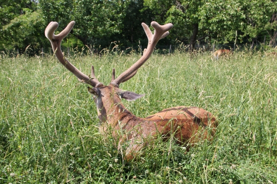 spomienka na ZOFREJA