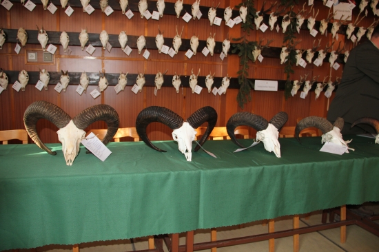 nasi barani PS Mocensky haj