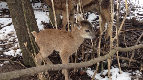 BAMBI