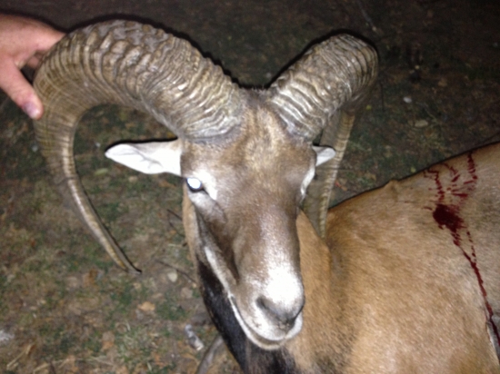 muflon