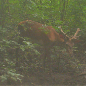 jelenia zver v mocenku