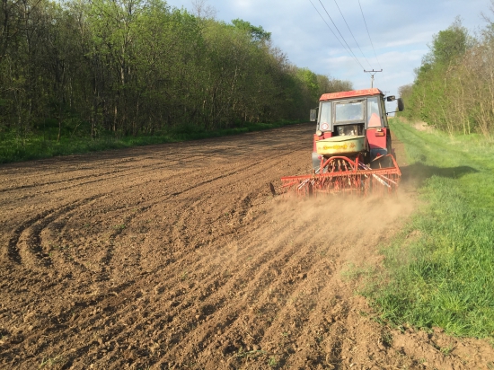 SADENIE LUCERKY V MOCENSKOM  HAJI