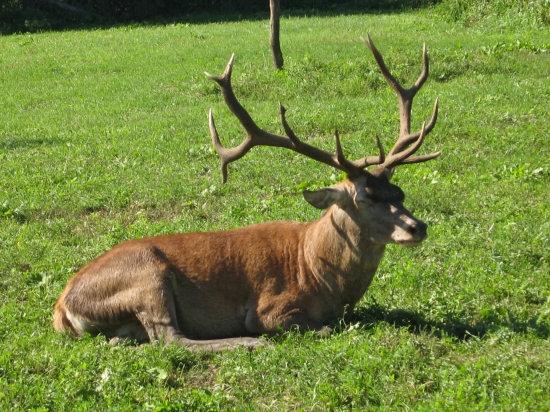ZOFREJ