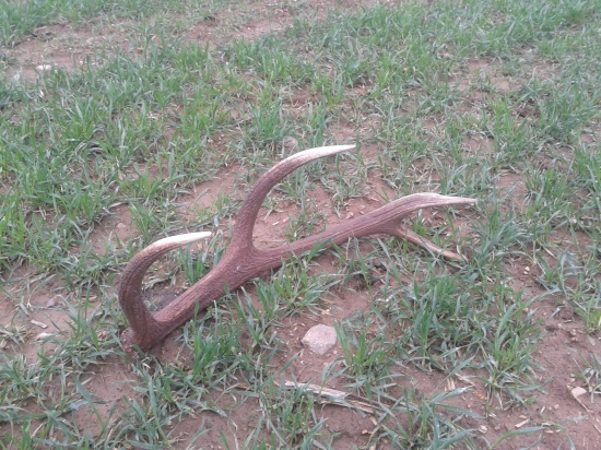 prekvapenie v ozimine