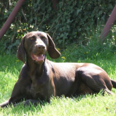 Edda Špalíček alias Gordie