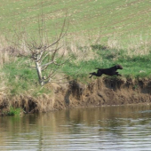 Skok do vody, Edda Špalíček - Gordie miluje vodu