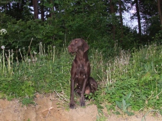 Davam pozor na pankov pozemok