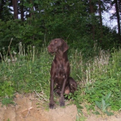 Davam pozor na pankov pozemok