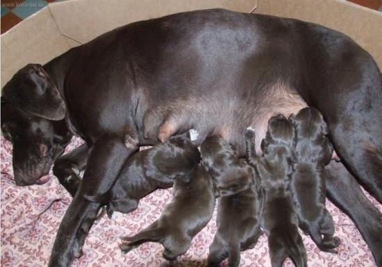 Edda Špalíček so šteniatkami