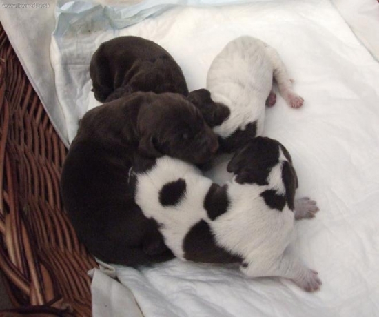 8 steniatok CH spod Agatov