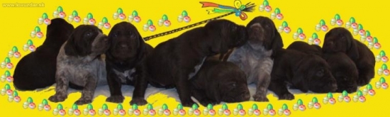 Veselú veľkú noc!