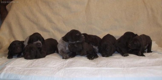 steniatka NKS 3 tyzdne