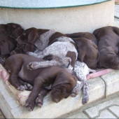 Nedelna siesta