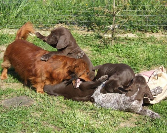 Santenie s jazvecikom