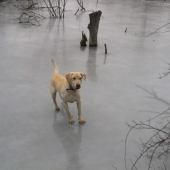 vycvik na lade