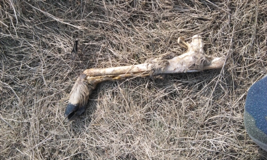 tu nohu nasiel krsneho pes