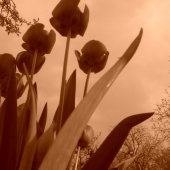 tulipany