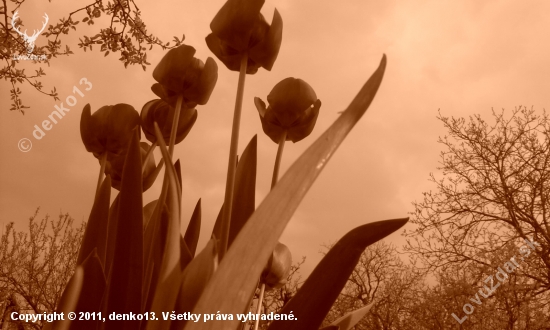 tulipany