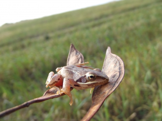 žabka na liste